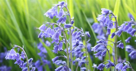 woody hyacinth|wood hyacinth care.